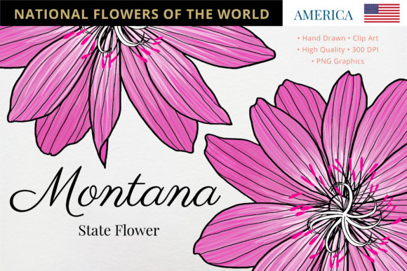 Exploring the Beauty and Significance of the Montana State Flower: Bitterroot