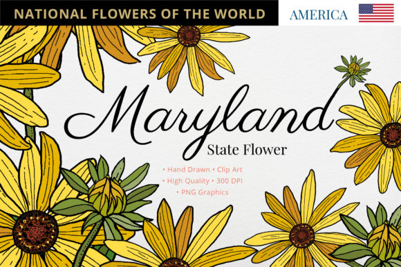 Maryland State Flower: Black-Eyed Susan