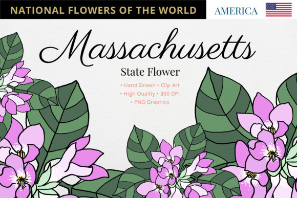 Massachusetts State Flower: The Mayflower and Its Strategic Value