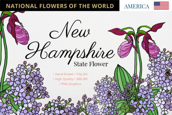 New Hampshire State Flower: A Symbol of Beauty and Heritage