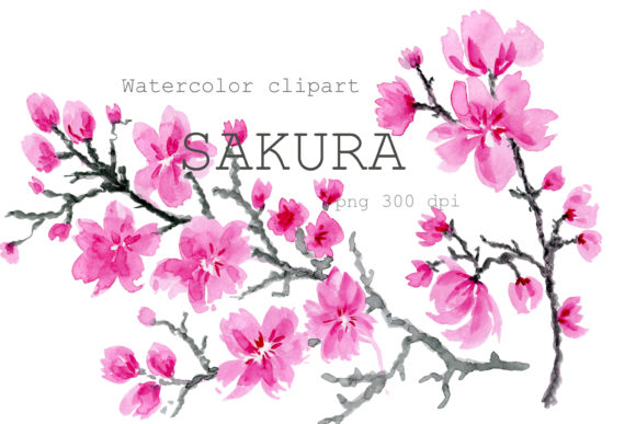 Watercolor Clipart Cherry Blossom Sakura